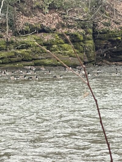 Duke Island Dam - Bridgewater, NJ