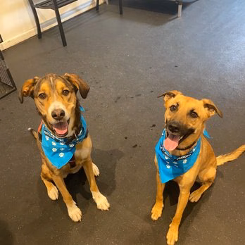 Big Dog Walkin' - Brighton, MA