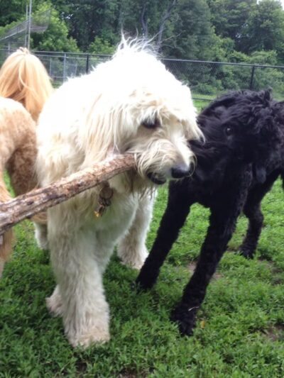 Big Dog Walkin' - Brighton, MA