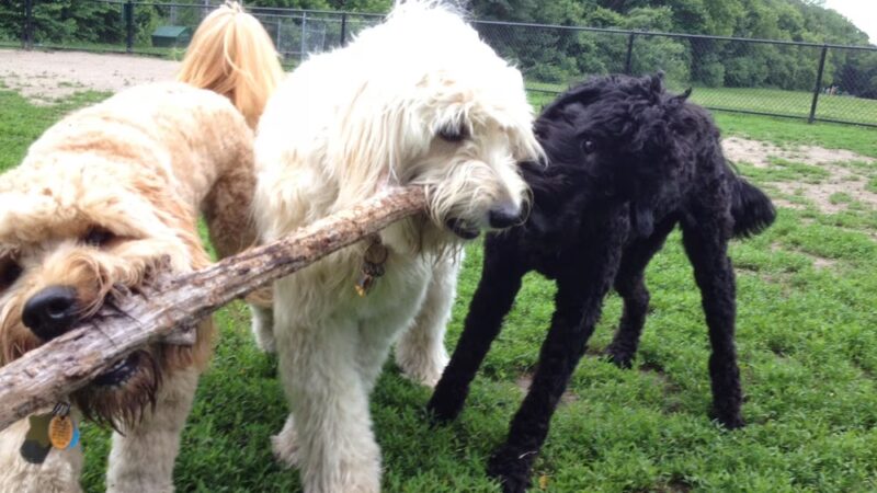 Big Dog Walkin' - Brighton, MA