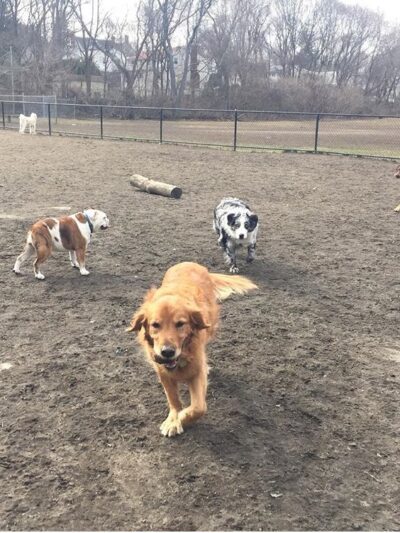 Big Dog Walkin' - Brighton, MA