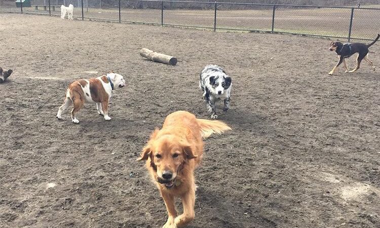 Big Dog Walkin' - Brighton, MA