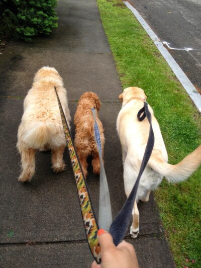 Big Dog Walkin' - Brighton, MA