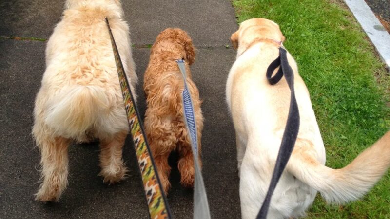 Big Dog Walkin' - Brighton, MA