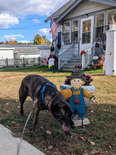 Brimfield Market - Brimfield, MA