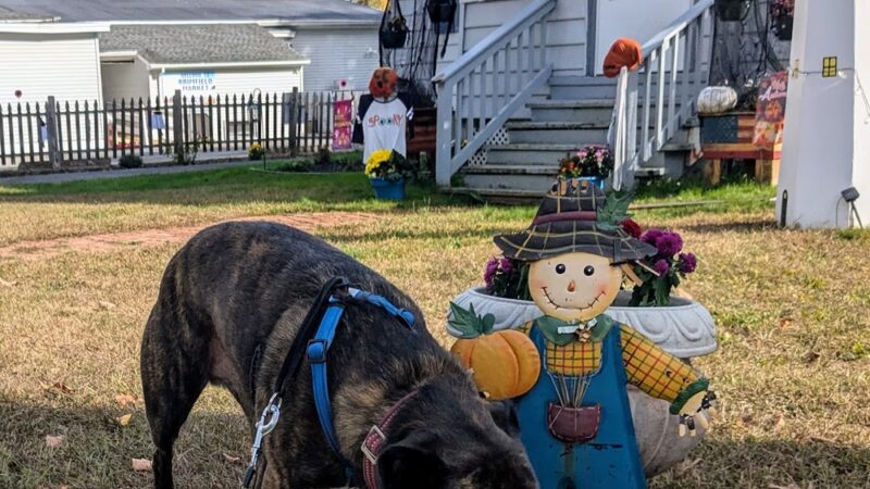 Brimfield Market - Brimfield, MA