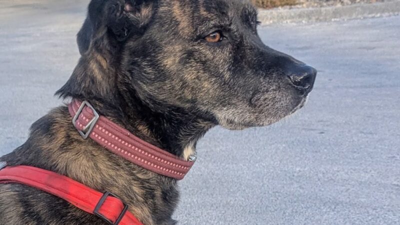 Brimfield Market - Brimfield, MA