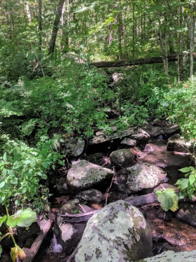 Brimfield State Forest - Brimfield, MA