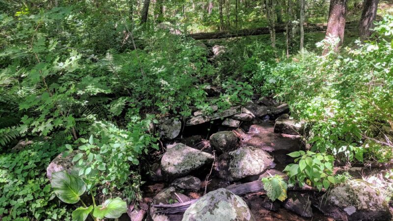 Brimfield State Forest - Brimfield, MA
