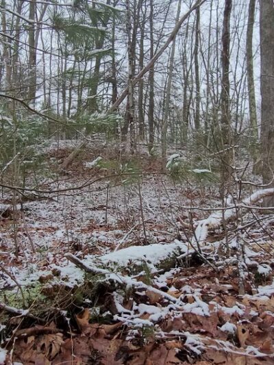 Brimfield State Forest - Brimfield, MA