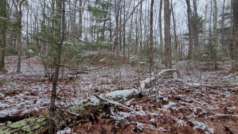 Brimfield State Forest - Brimfield, MA