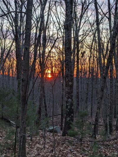 Brimfield State Forest - Brimfield, MA