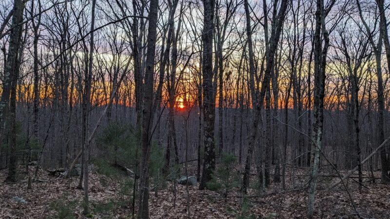 Brimfield State Forest - Brimfield, MA