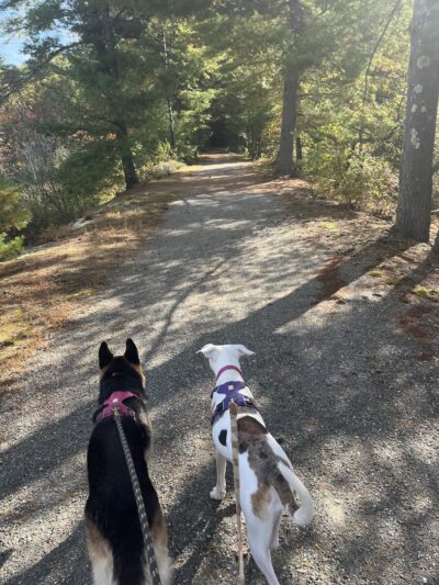 Grand Trunk Trail - Brimfield, MA