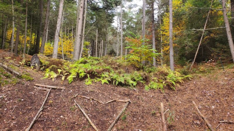 Opacum Land Trust: Dingley Dell Conservation Area - Brimfield, MA