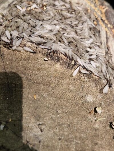 Birge Pond Hoppers area trail head - Bristol, CT