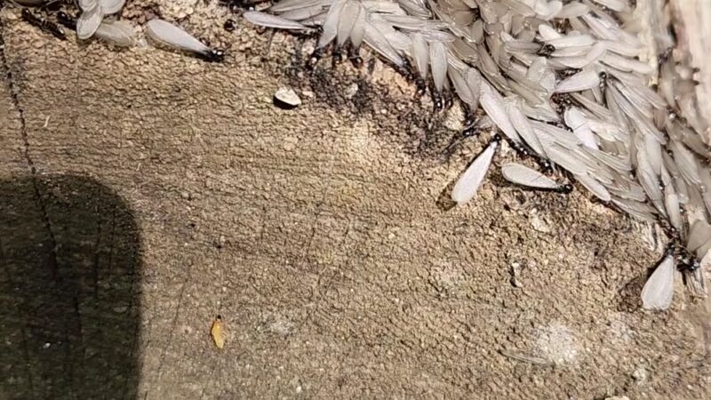 Birge Pond Hoppers area trail head - Bristol, CT