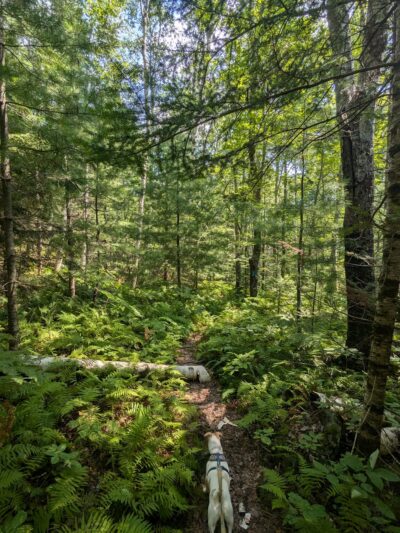 Bearce-Allen Preserve - Bristol, ME