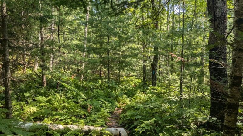 Bearce-Allen Preserve - Bristol, ME