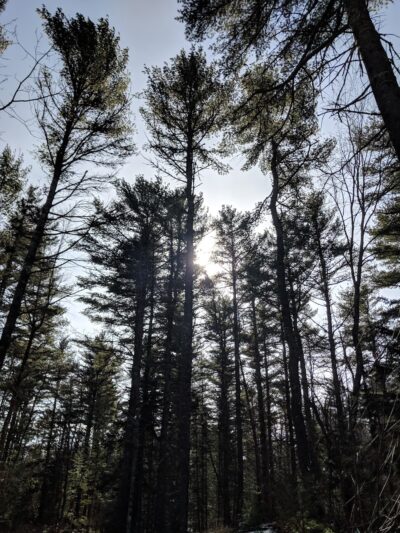 Bearce-Allen Preserve - Bristol, ME