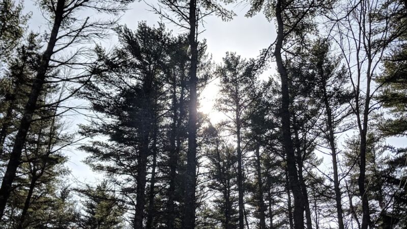 Bearce-Allen Preserve - Bristol, ME