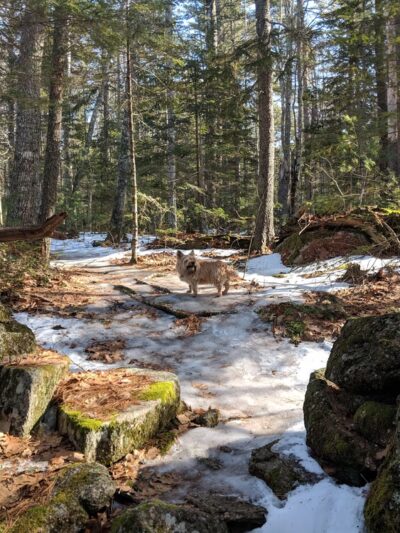Bearce-Allen Preserve - Bristol, ME