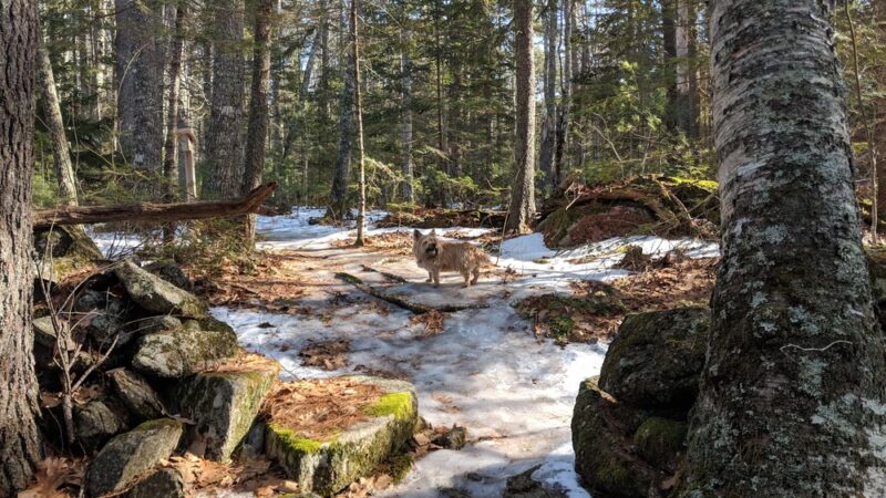 Bearce-Allen Preserve - Bristol, ME