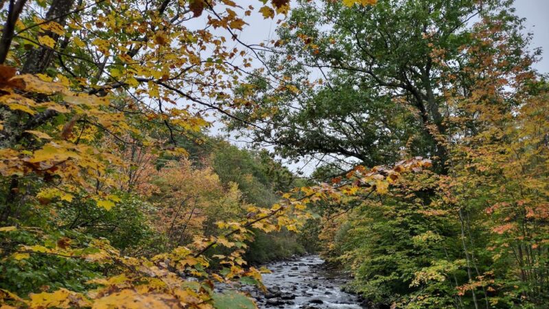 Mill Stream Park - Newfound Lake Watershed - Bristol, NH