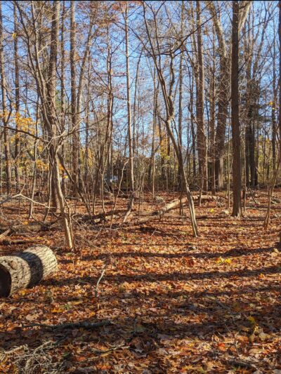 Wildlands Trust - Brockton Audubon Preserve - Brockton, MA