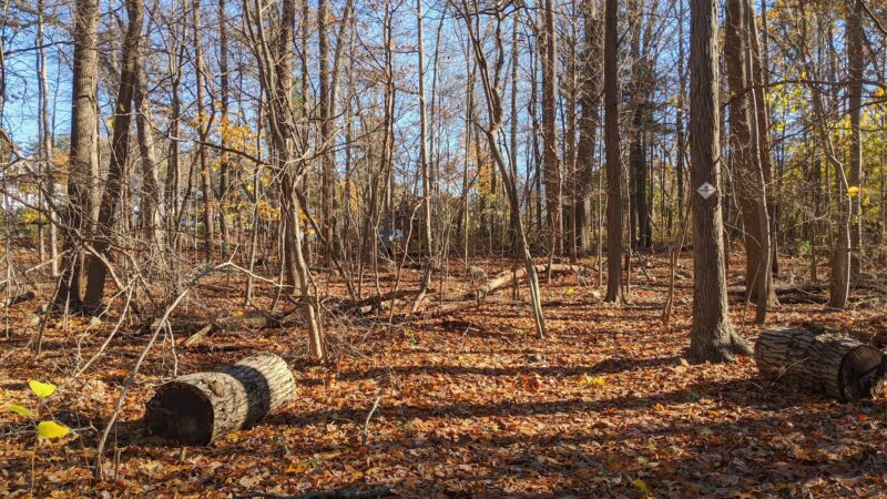 Wildlands Trust - Brockton Audubon Preserve - Brockton, MA