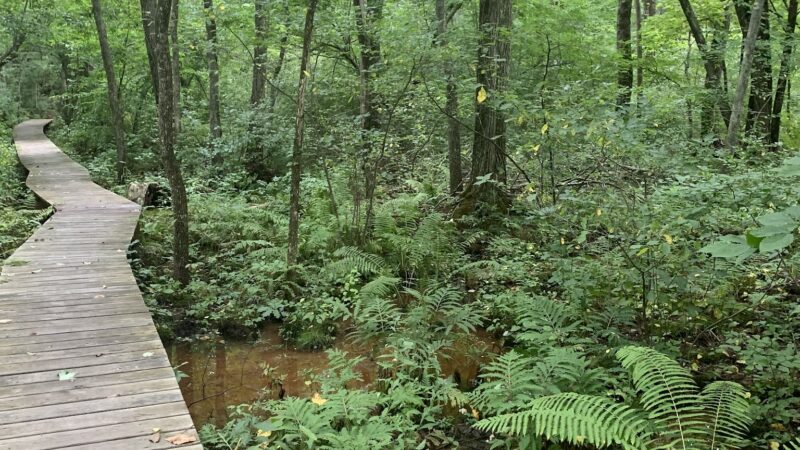 Wildlands Trust - Brockton Audubon Preserve - Brockton, MA