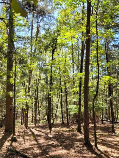 Friends Trail Loop Trailhead - Broken Bow, OK