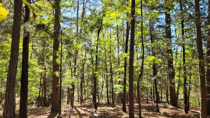 Friends Trail Loop Trailhead - Broken Bow, OK