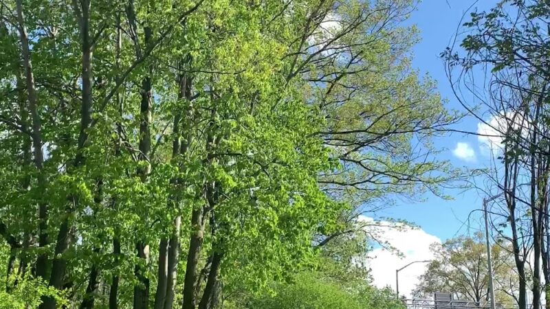 Bronx Park - Bronx, NY