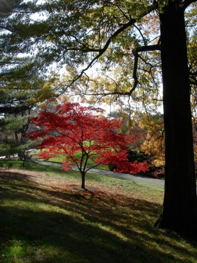 Bronx Park - Bronx, NY