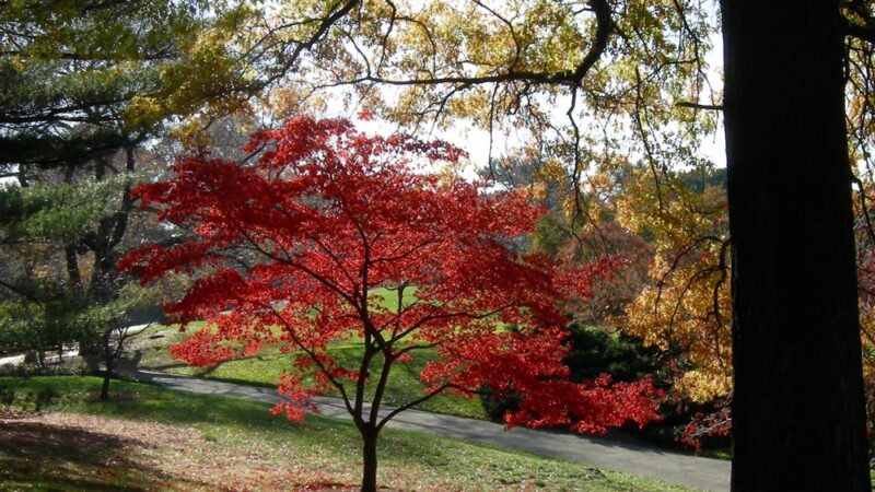 Bronx Park - Bronx, NY