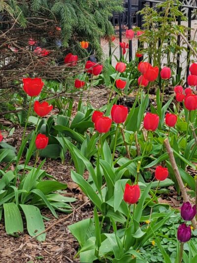 Hawkins Park - Bronx, NY