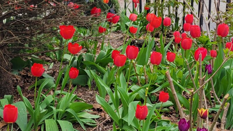 Hawkins Park - Bronx, NY