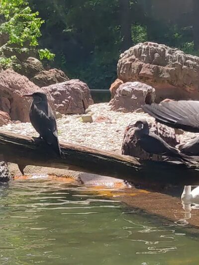 Sea Bird Aviary - Bronx, NY