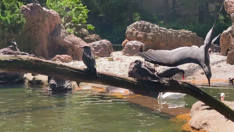 Sea Bird Aviary - Bronx, NY