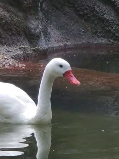 Sea Bird Aviary - Bronx, NY