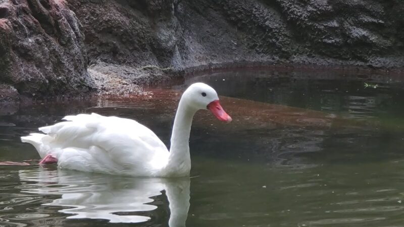 Sea Bird Aviary - Bronx, NY