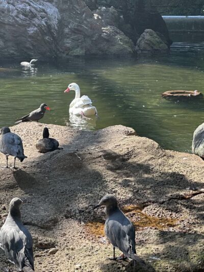 Sea Bird Aviary - Bronx, NY