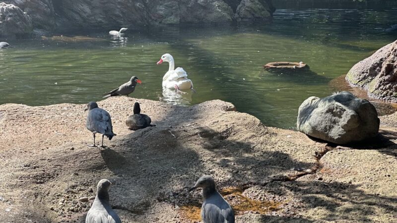Sea Bird Aviary - Bronx, NY