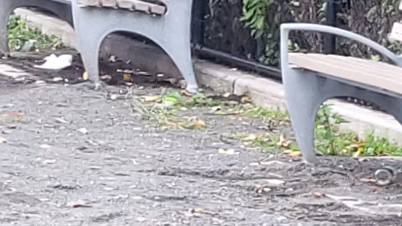 Starlight Park Dog Run - Bronx, NY