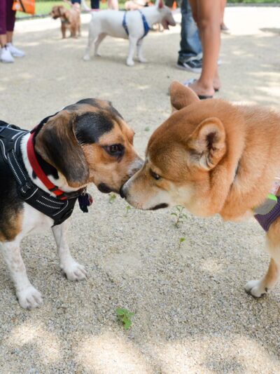 Bronx River Park Dog Run - Bronx, NY