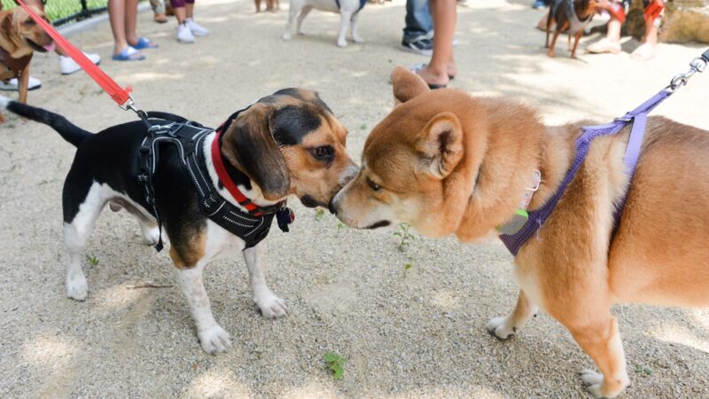 Bronx River Park Dog Run - Bronx, NY