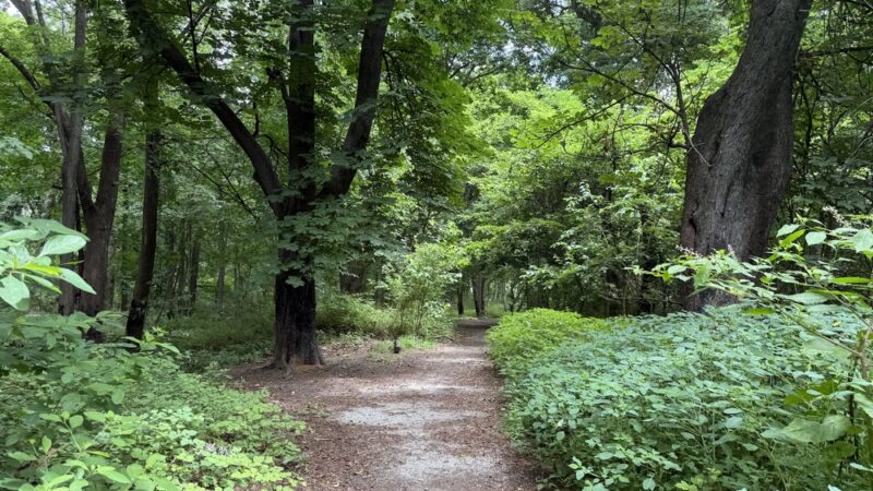 Huntington Woods - Bronx, NY