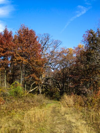 Huntington Woods - Bronx, NY