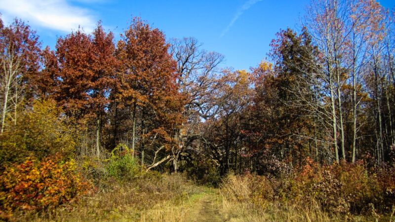 Huntington Woods - Bronx, NY
